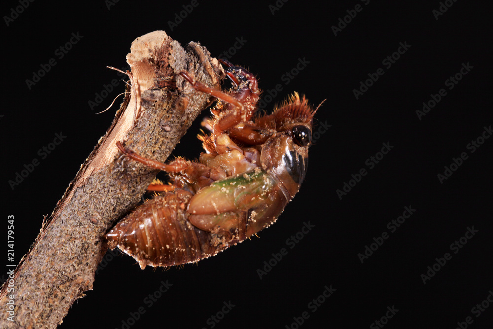 Obraz premium Cicada larva