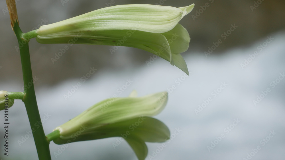 Fototapeta premium オオウバユリ