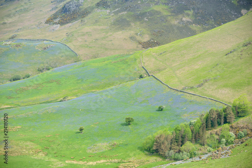 Fields of bluebells in Rannerdale near Buttermere, Lake District photo