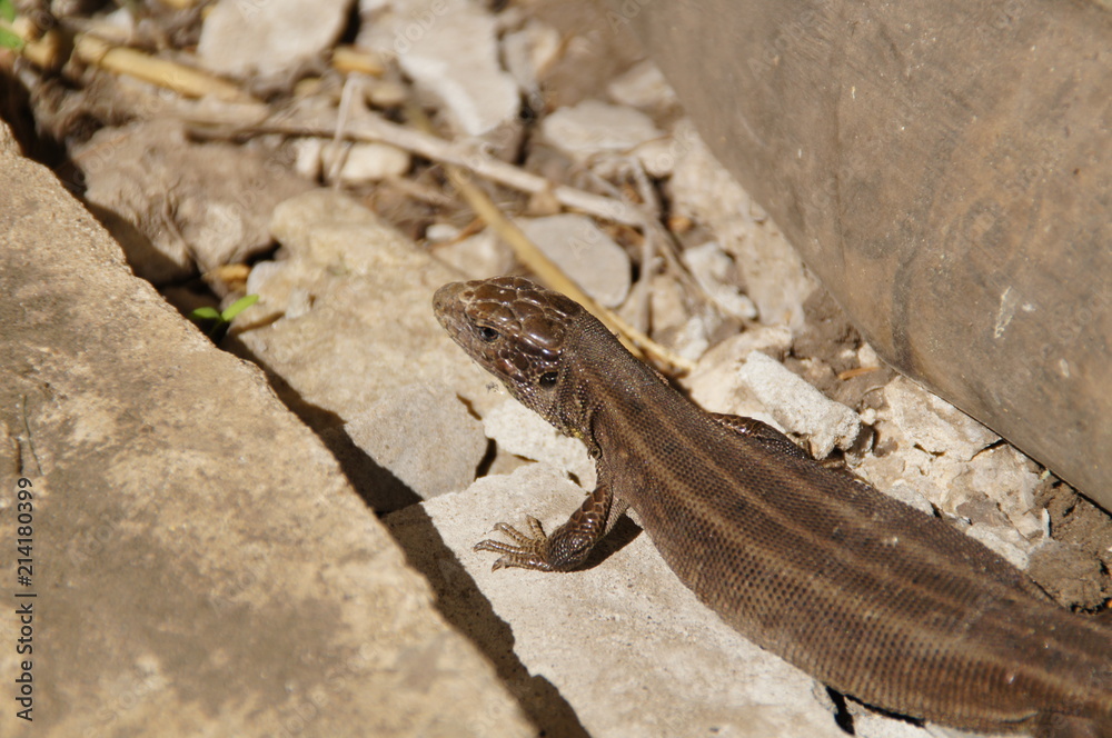 Obraz premium Lizard