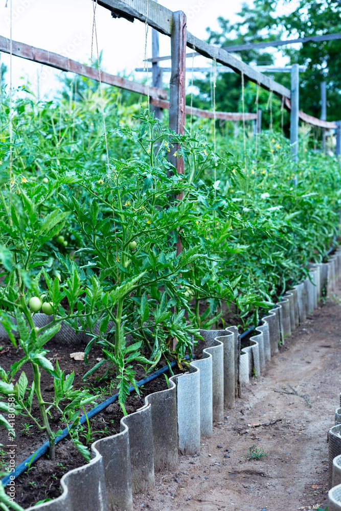 Green unripe tomatoes in a small home garden Green unripe tomatoes in a small home garden