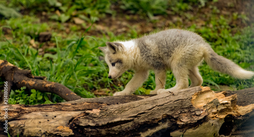 Beautiful fox cub exploring. 