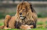 Male lion portrait. 