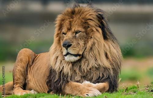 Male lion portrait. 