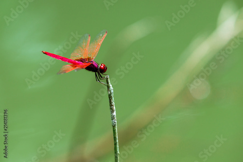 Insect red dragonfly in nature pond
