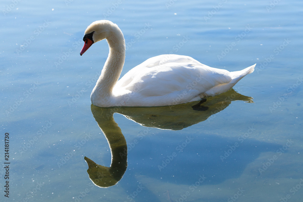 Obraz premium 水鳥と水面