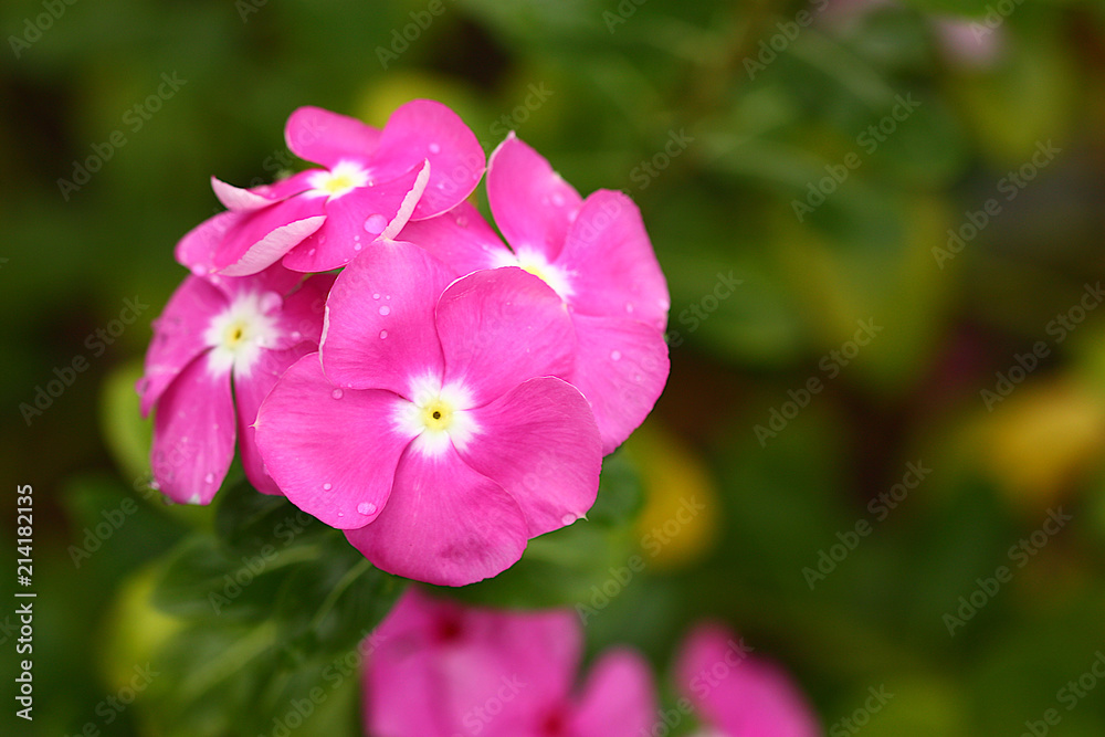 water drop on pink flowers blur background