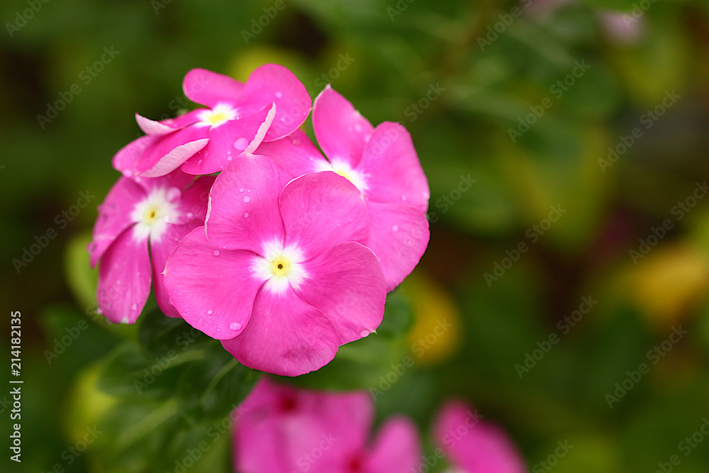 water drop on pink flowers blur background water drop on pink flowers blur background