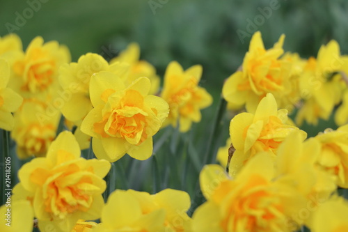 daffodil © Ting