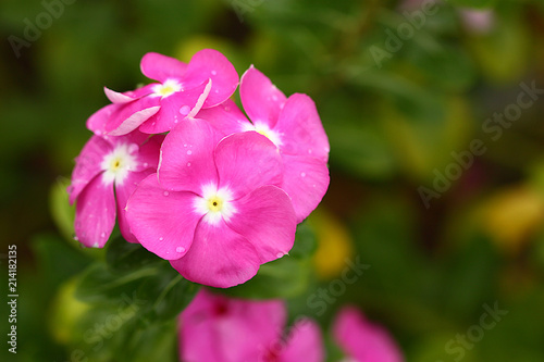 water drop on pink flowers blur background © Sunsiri Meeleesawasd
