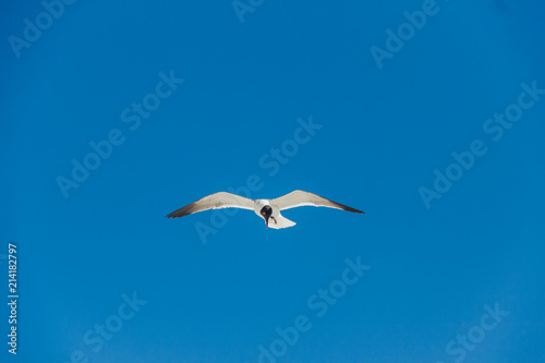 The seagull is flying © Илья Петкевич