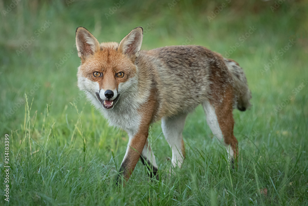 red fox vulpes vulpes walking slowly facing the viewer and staring straight at the camera with wide open eyes