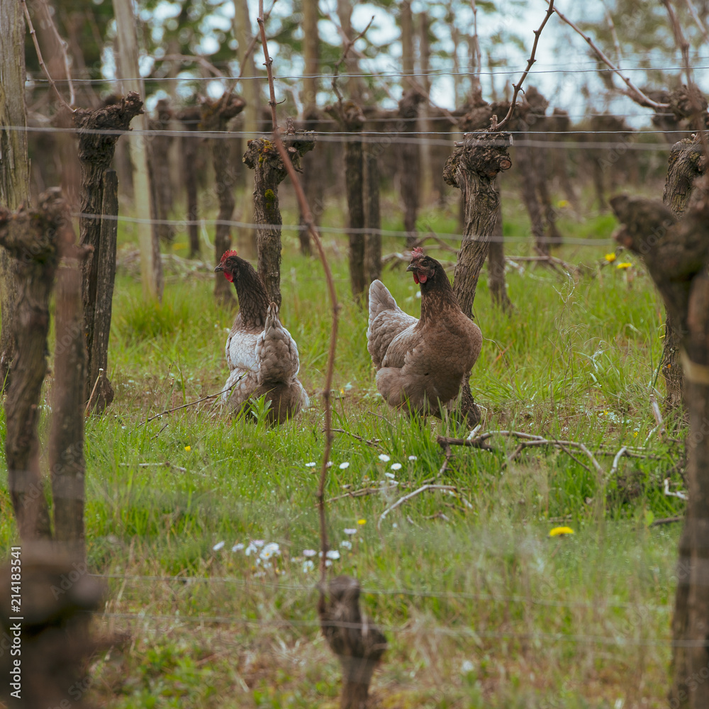 Rooster and hen on traditional free range poultry farm in the vineyards Rooster and hen on traditional free range poultry farm in the vineyards