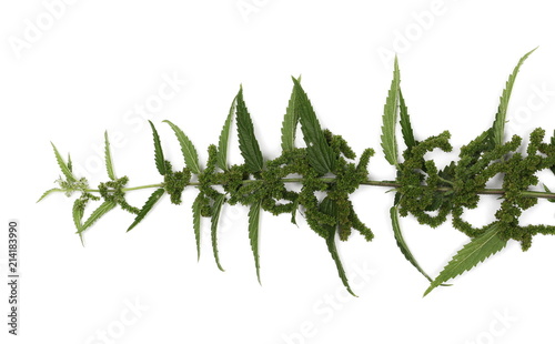 Common stinging nettle isolated on white background, Urtica dioica, top view