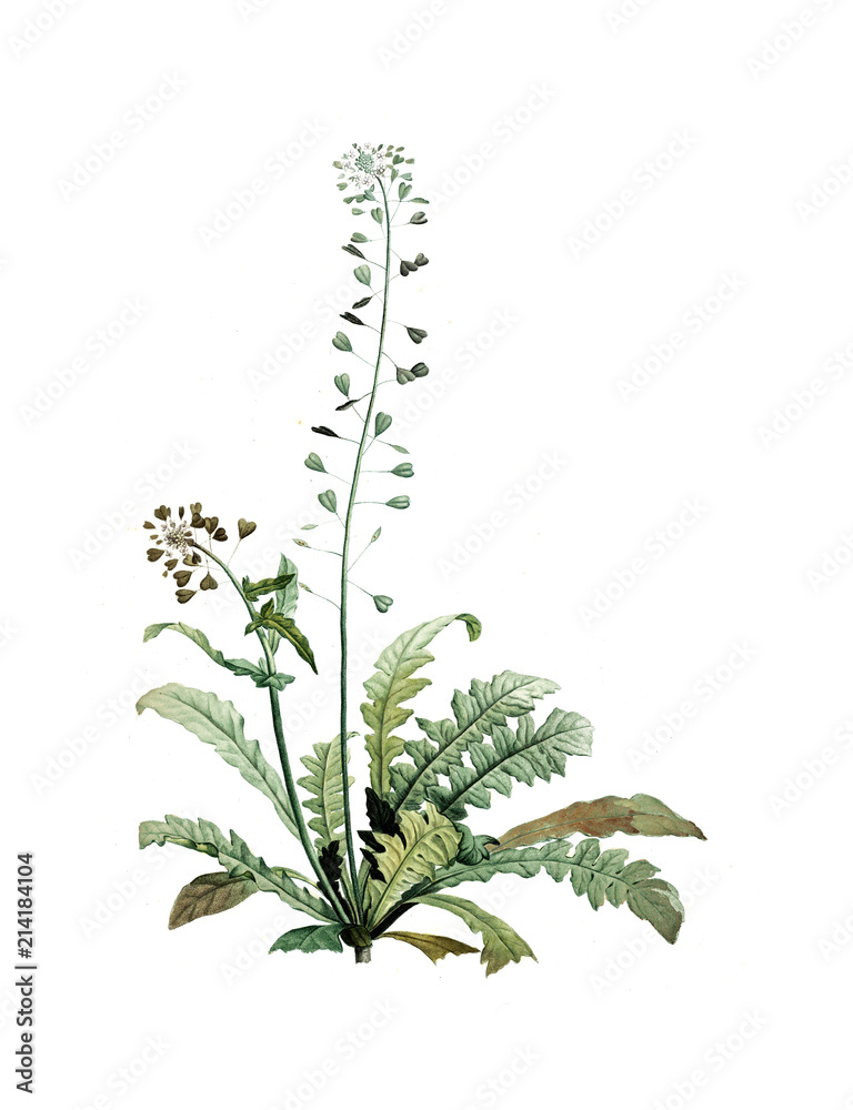 Fototapeta premium Illustration of plant