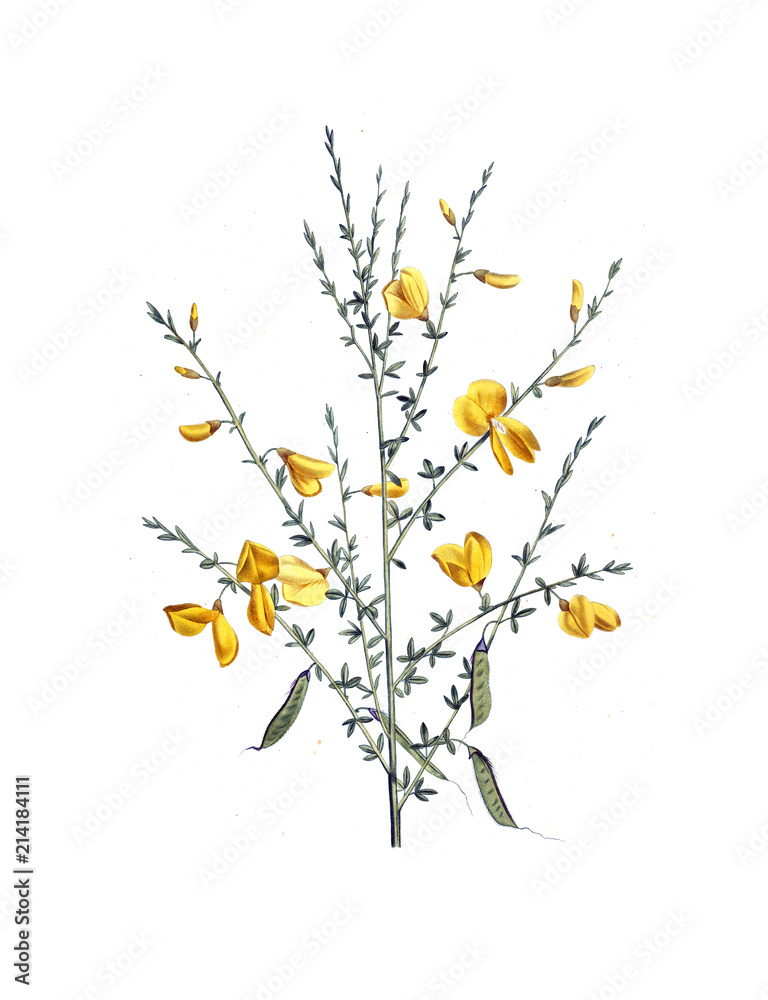 Illustration of plant Illustration of plant