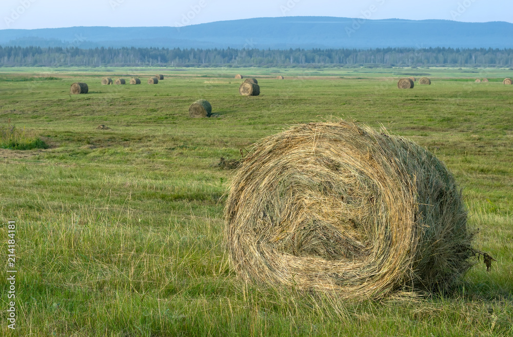 haymaking, harvesting in the fields and hills haymaking, harvesting in the fields and hills