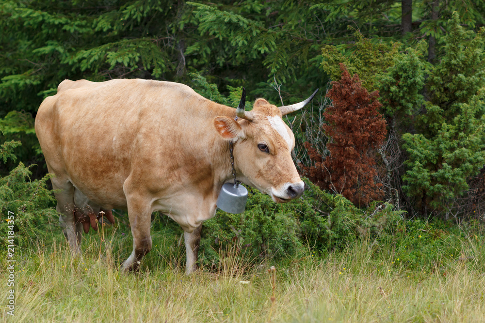 Cow with bell on pasture in Carpathians forest