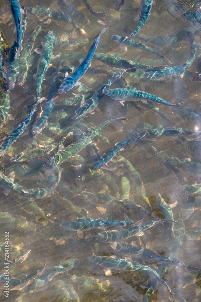 Trout at a fish farm in France Stock Photo Adobe Stock