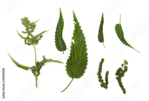 Fresh stinging nettle leaves and seeds isolated on white background, top view
