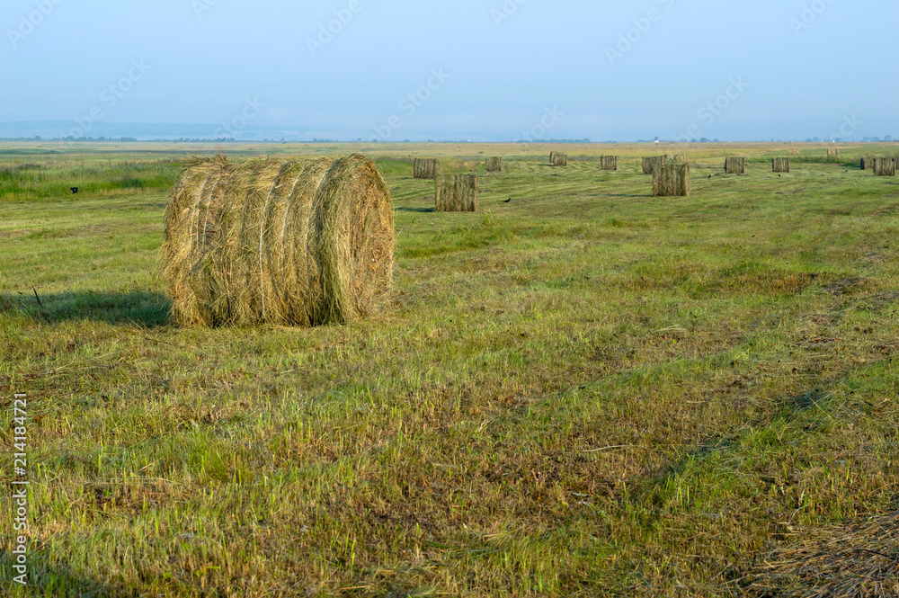 haying, harvesting, lots of haystack in the fields on a Sunny day