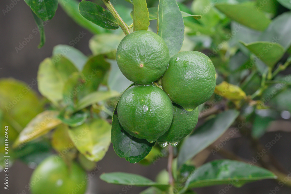 Lime tree close up
