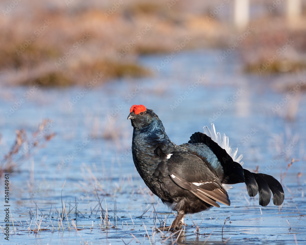 Black Grouse is showing off during their mating season Black Grouse is showing off during their mating season