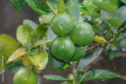 Wallpaper Mural Lime tree close up Torontodigital.ca