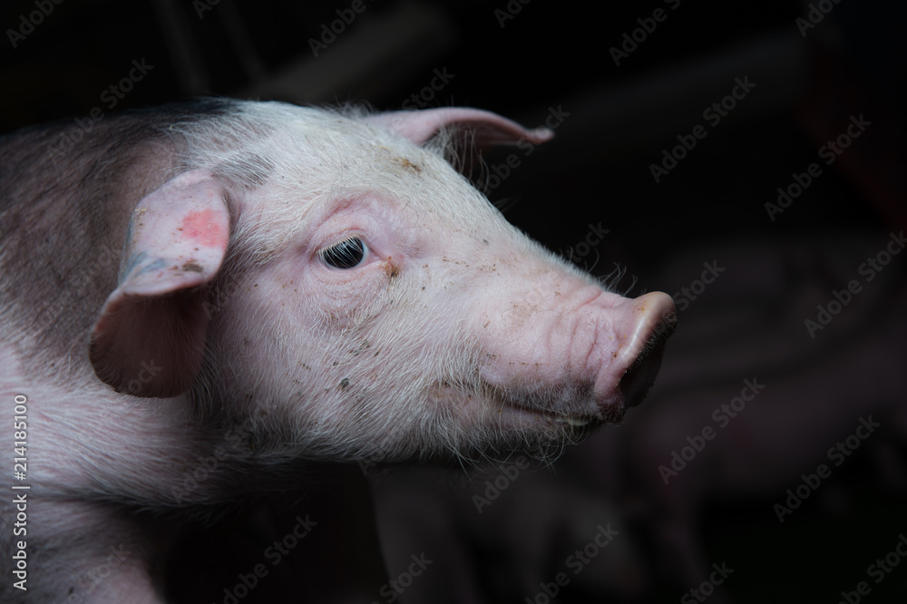 Domestic pigs. Pigs on a farm in the village Domestic pigs. Pigs on a farm in the village