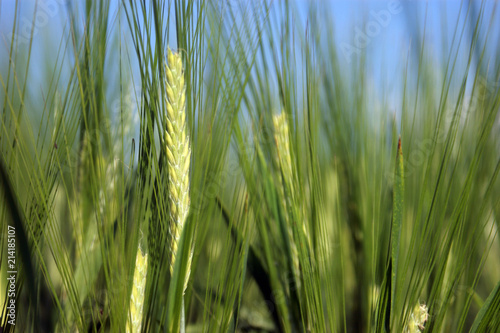 Field of green barley wheat