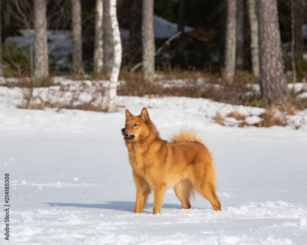 Young Finnish Spitz standing in boreal forest on a sunny winter day