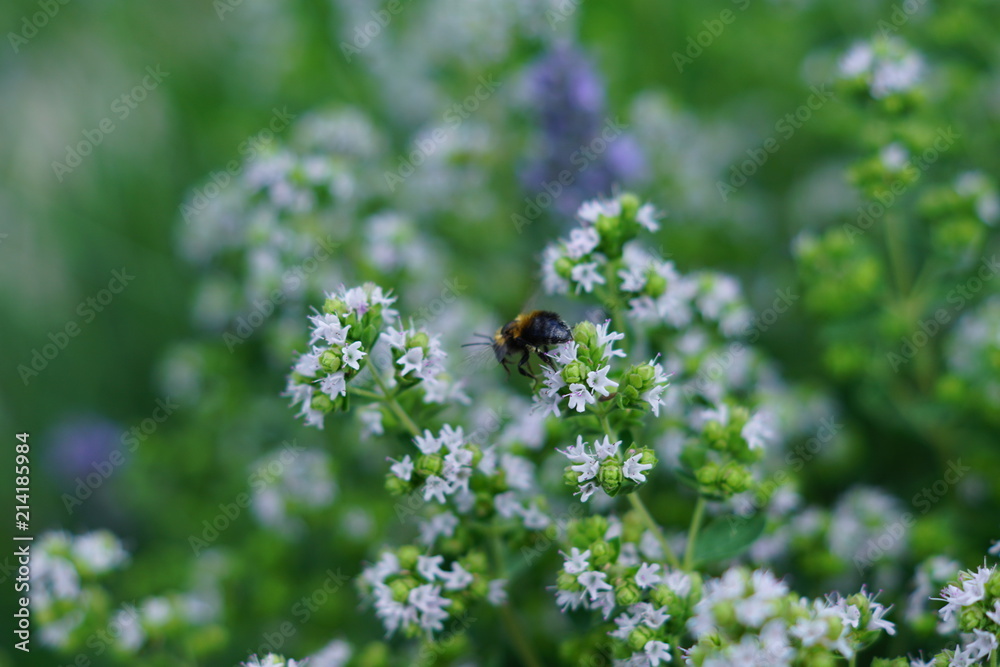 Bumblebee pollinates blue flowers in the garden Bumblebee pollinates blue flowers in the garden