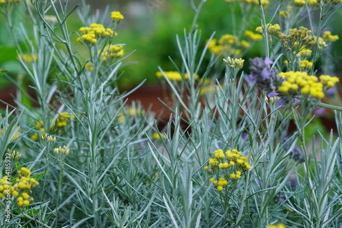 Fototapeta Naklejka Na Ścianę i Meble -  blooming yellow curry plant. Spice herb for culinary and aroma