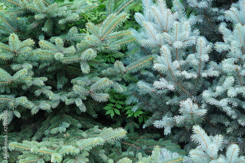 blue spruce tree branches background