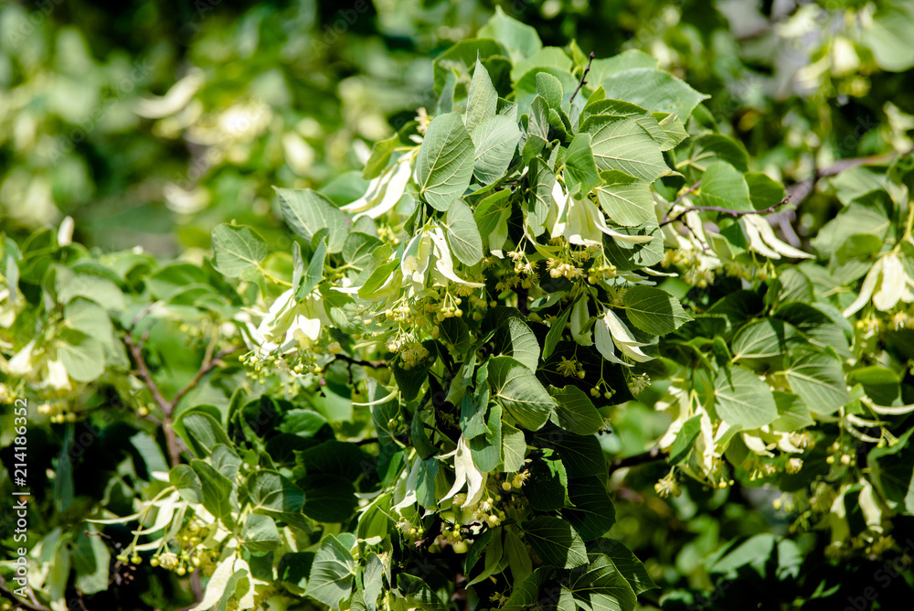 Branch of Linden blossoms closeup Branch of Linden blossoms closeup
