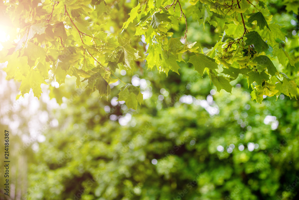 Green nature background with maple leaves Green nature background with maple leaves