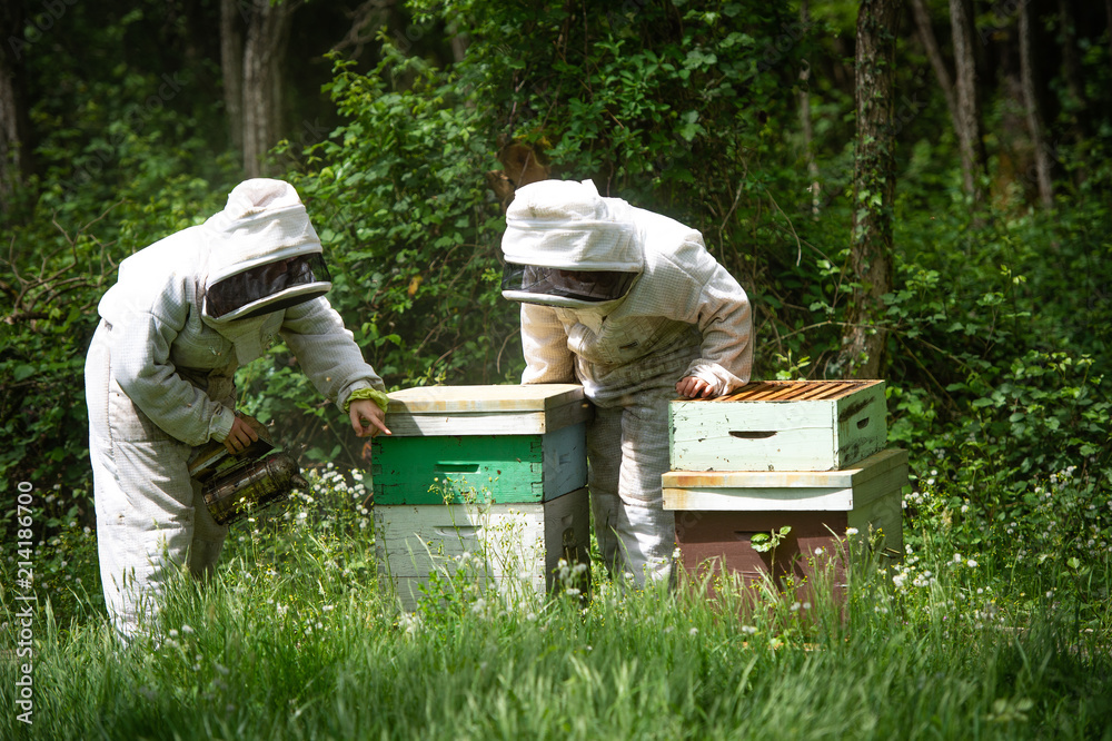 Beekeeper working collect honey. Beekeeping concept. Beekeeper working collect honey. Beekeeping concept.