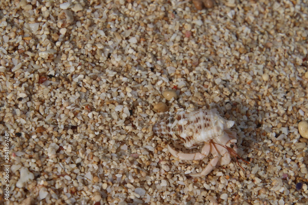 沖縄の浜辺　ヤドカリ