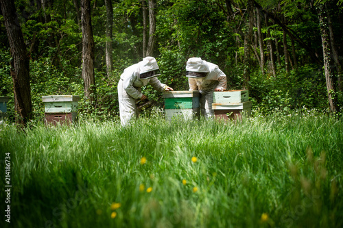 Beekeeper working collect honey. Beekeeping concept. photo