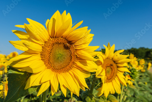 Sunflowers at dawn
