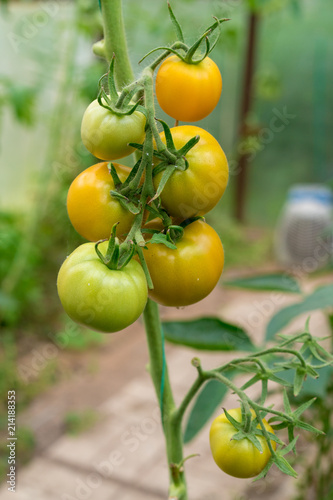 Wallpaper Mural Yellow and green tomatoes growing in a home greenhouse. Home-grown organic tomatoes Torontodigital.ca