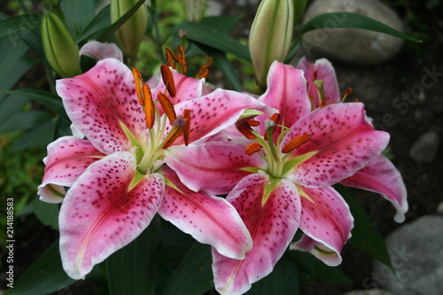 Lilium - STAR GAZER - in blossom with wonderful scent