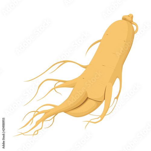 漢方や薬膳料理に使われる高麗人参のイラスト