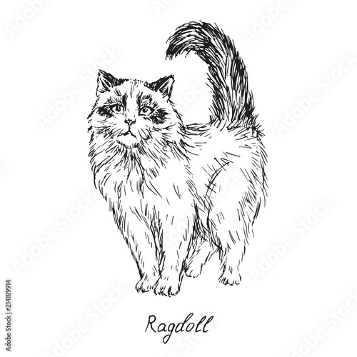 Ragdoll, cat breeds illustration with inscription, hand drawn doodle, sketch, outline black and white vector