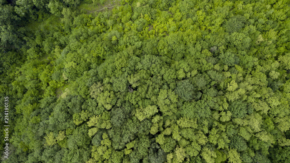 Aerial top view of summer green trees in forest background, Caucasus, Russia. Drone photography. Coniferous and deciduous trees, forest road. Beautiful panoramic photo over the tops of pine forest.