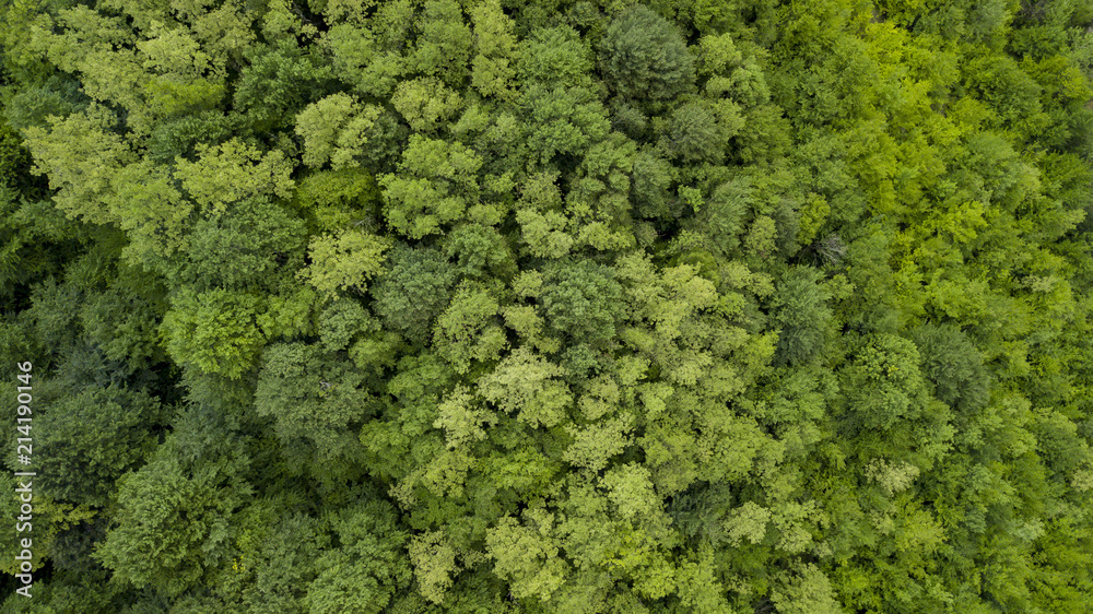 Aerial top view of summer green trees in forest background, Caucasus, Russia. Drone photography. Coniferous and deciduous trees, forest road. Beautiful panoramic photo over the tops of pine forest.