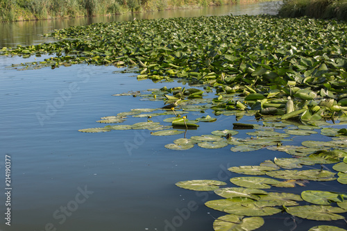 Mincio River in Mantua with Many Lotus Flower Green Leaves  Italy