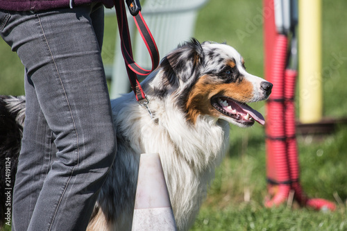Portrait of Australian Shepherd Dog in Belgium