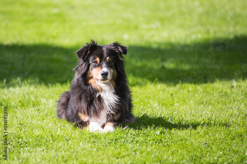 Portrait of Australian Shepherd Dog in Belgium