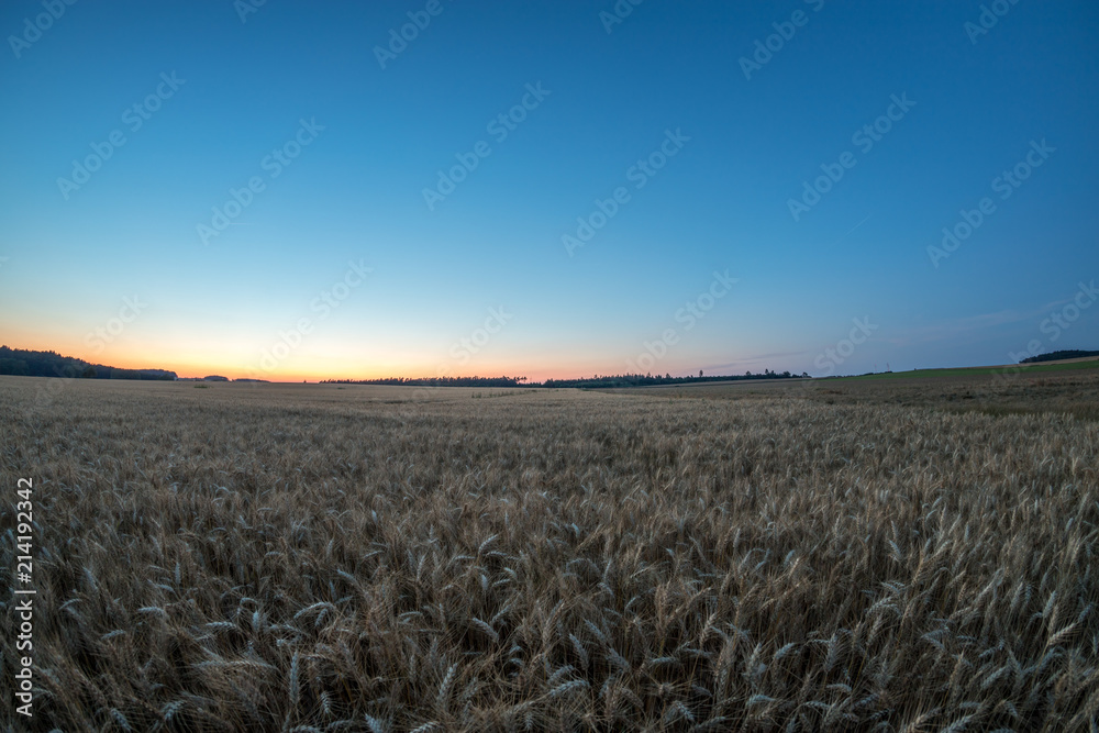 Kornfelder im Sonnenuntergang